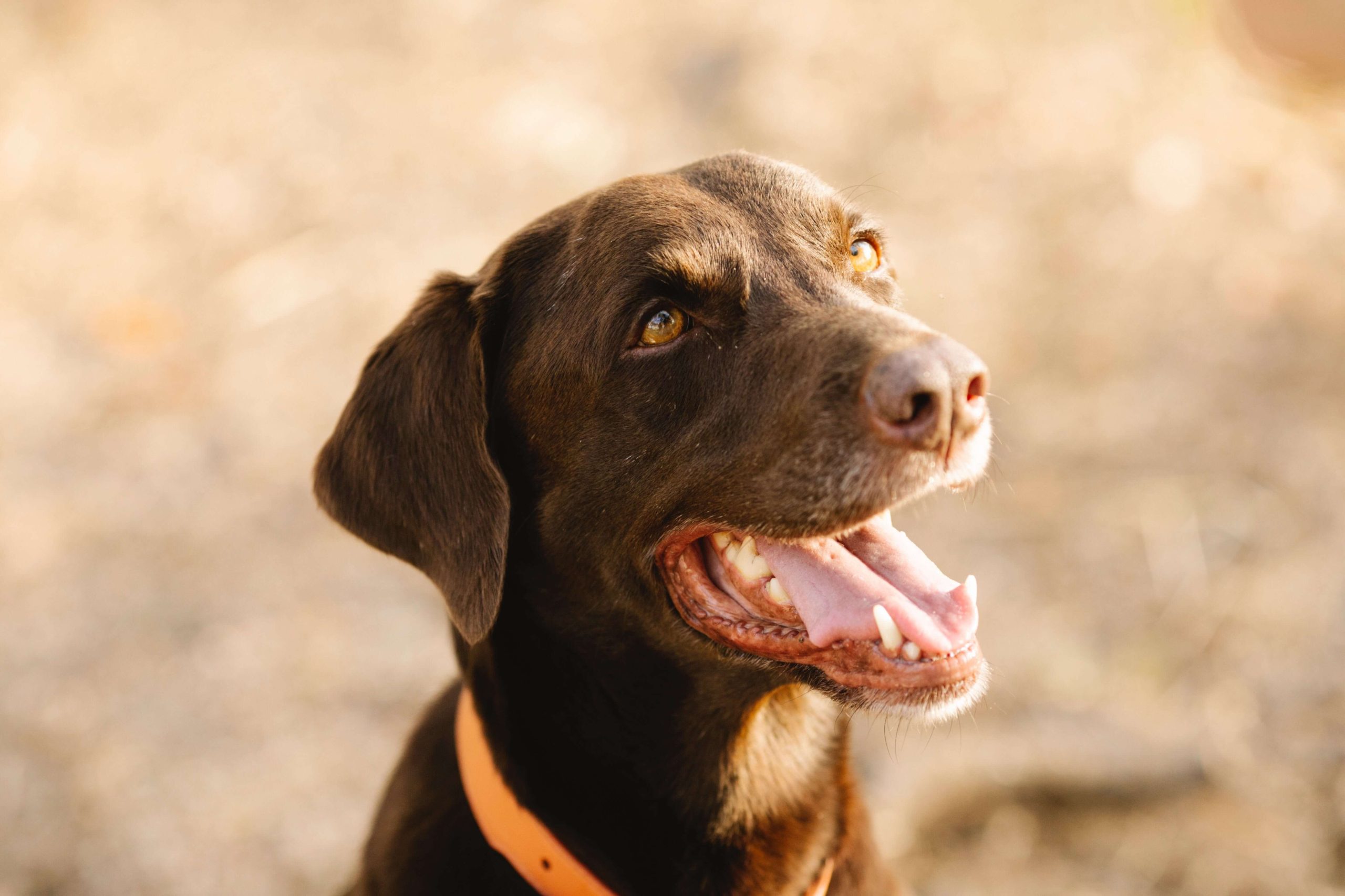 Benefits of using an e-collar